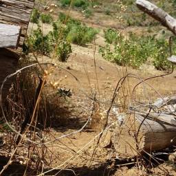 A wire snare set to catch animals by the neck. ©Cape Leopard Trust.